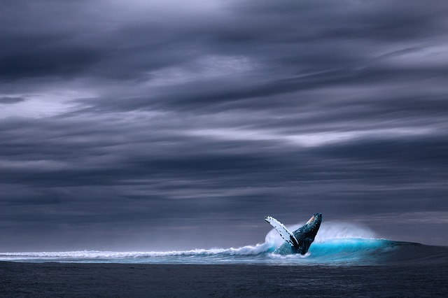 whale under the dark sky