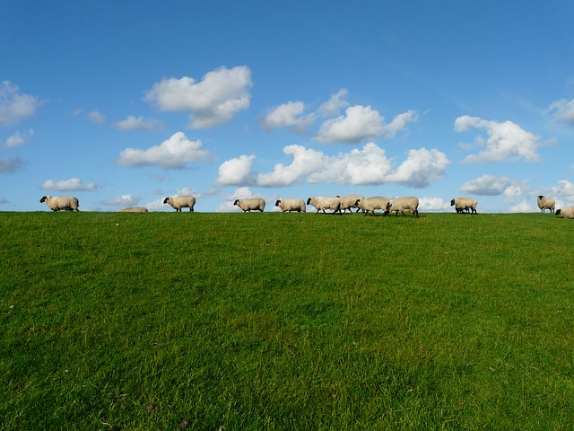 sheep on a hill